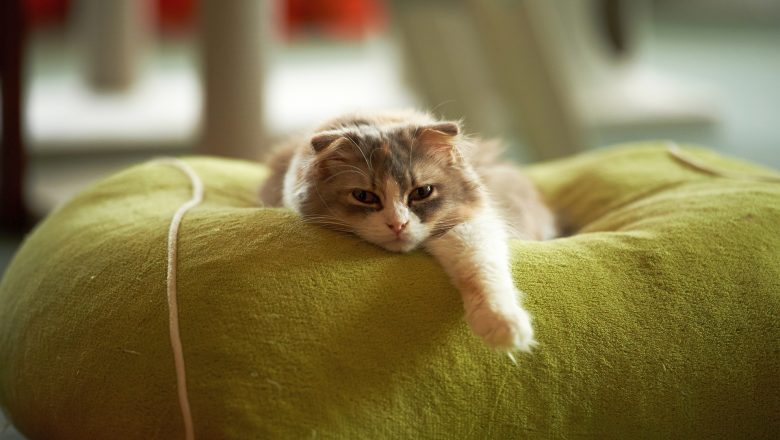  Kediler Neden Kutunun Dışında Düşünemezler?